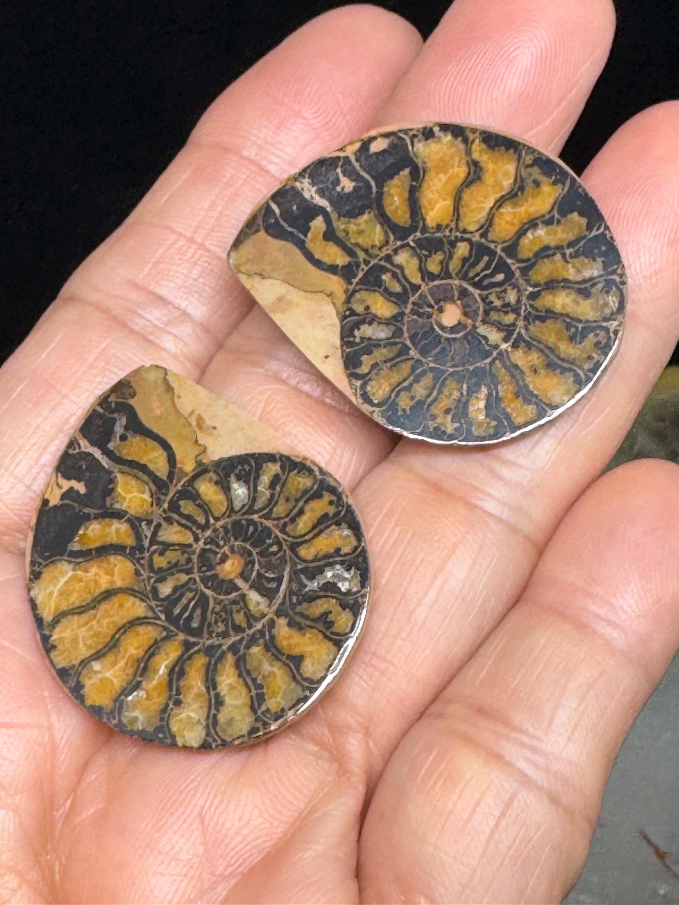 モロッコ産黄鉄鉱アンモナイト 神聖幾何学化石 TF56 繁栄と豊かさ
