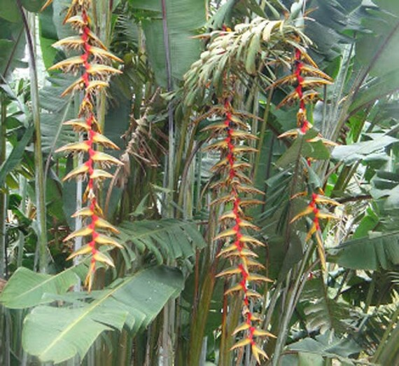 CANNA Indica 10 semi-sono d/'con fiori Banana Fogliame
