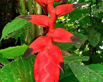 Heliconia Nigripraefixa Seeds - South American Tropical - Amazing flowers and foliage!
