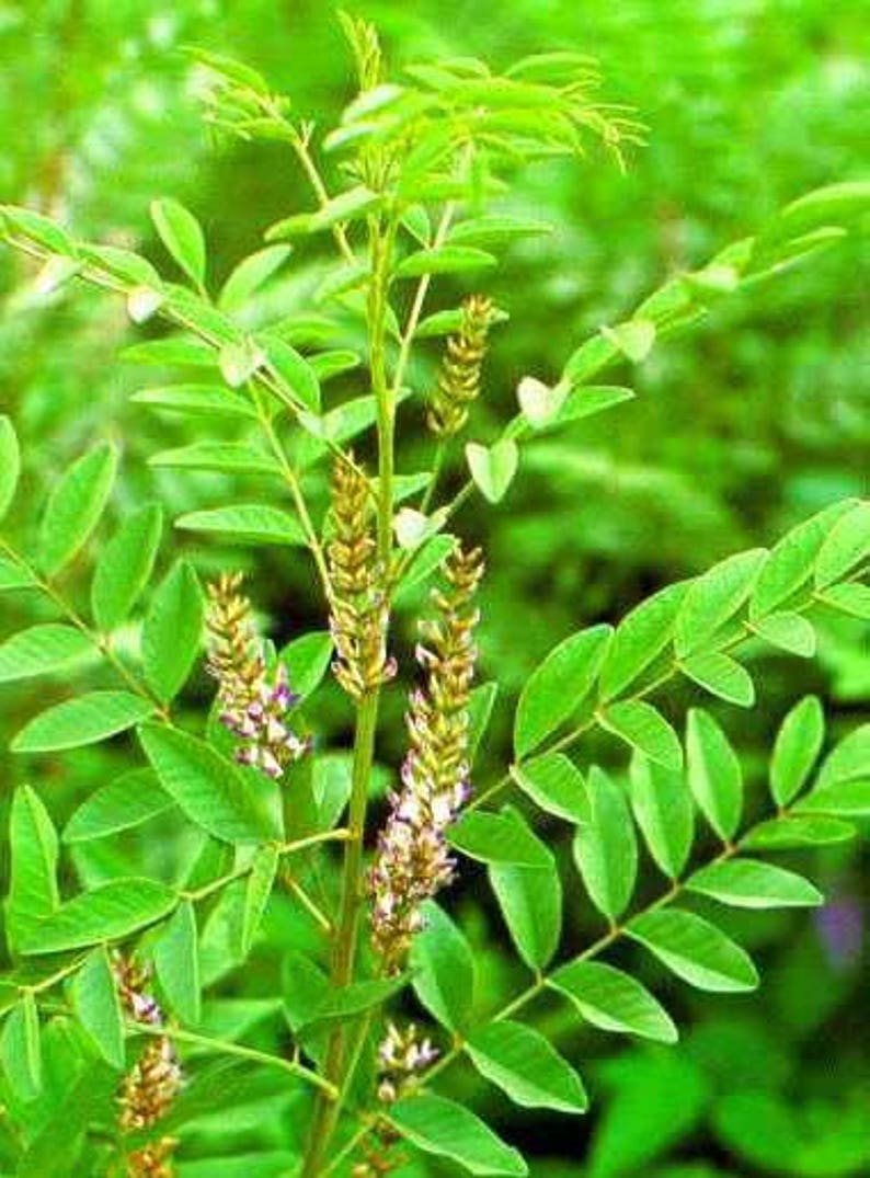 Glycyrrhiza Glabra 25 semillas regaliz planta Medicinal Etsy