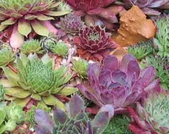 Sempervivum Mixture - 200 Seeds - Houseleek Liveforever