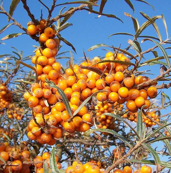 Sea Buckthorn Common Sea Buckthorn 50+ seeds Hippophae rhamnoides