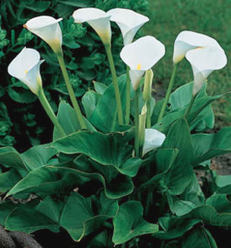 Aroid Arum Lily Zantedeschia Aethiopica 10 Seeds