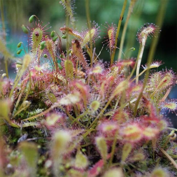 Drosera Nidiformis 20 graines-African Droséra plante carnivore