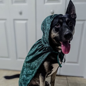 Dog Cape