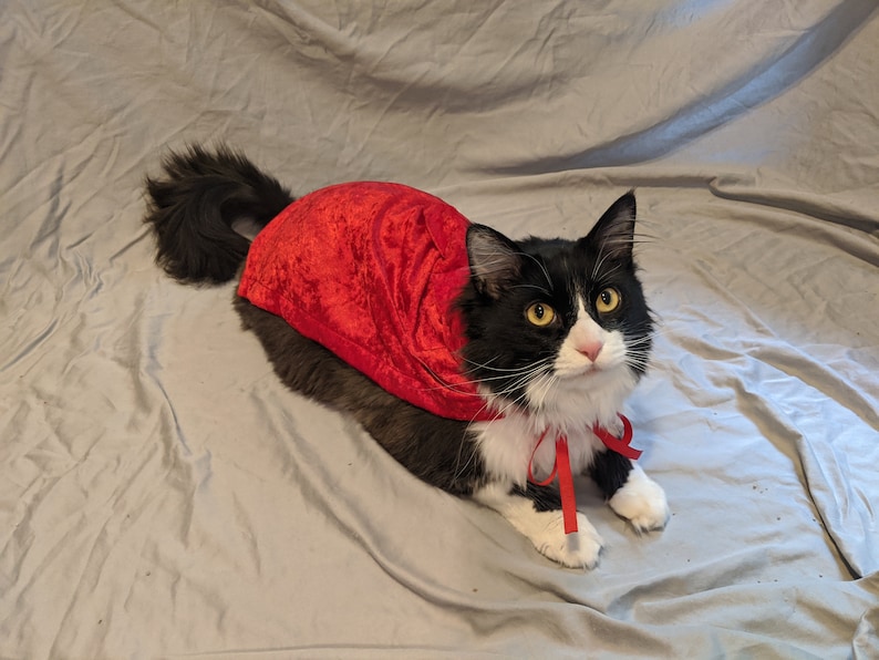 cat with red cape