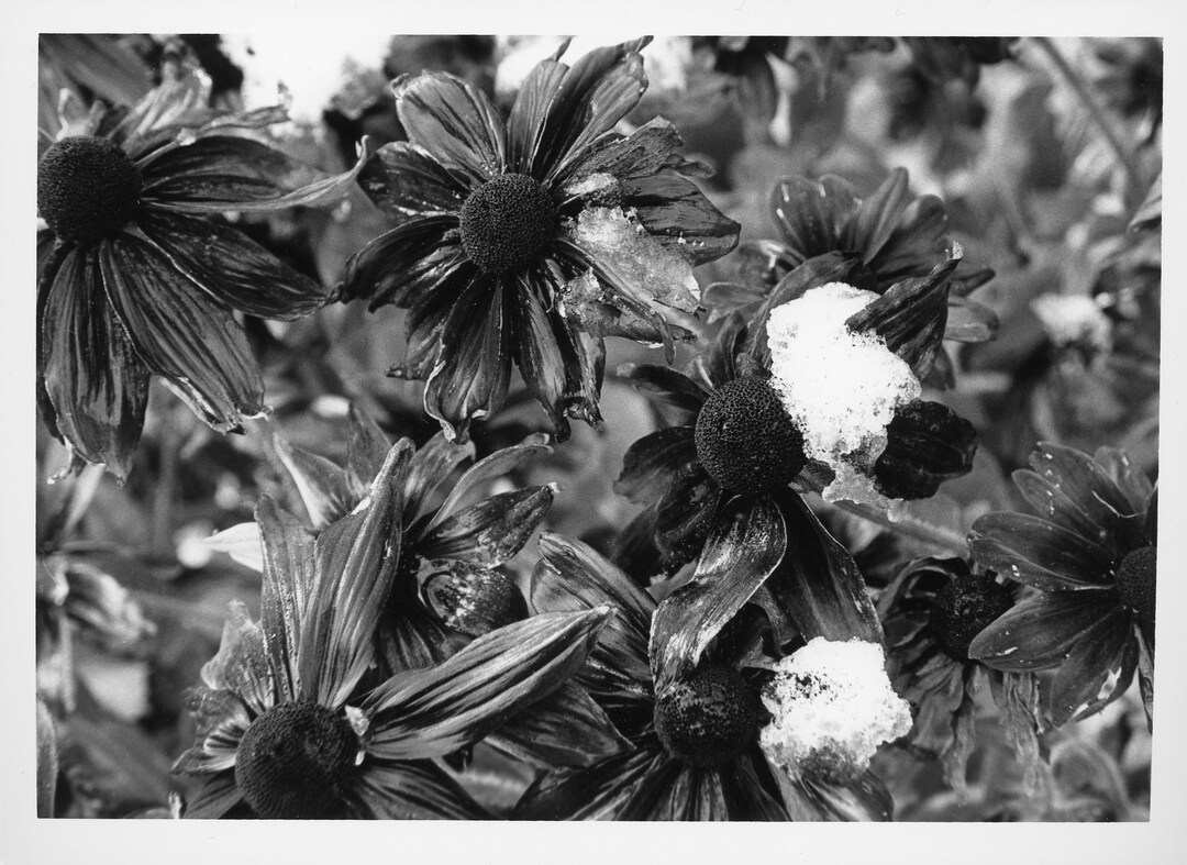 Frozen Flowers 5x7 Glossy Darkroom Print Etsy