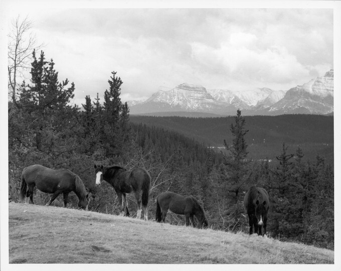 Wild Horses of Alberta