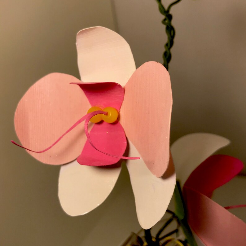 5 fun facts about orchids image