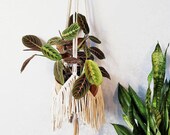 Cotton macrame plant hanger - 31 39 39 (80 cm) long - natural white or black or mustard color - customisable length