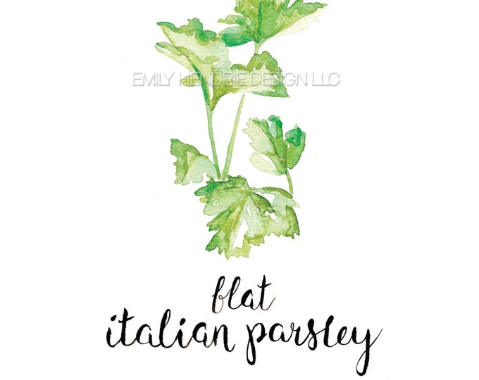 Flat Italian Parsley Herb Botanical Print Watercolor Art Herb Art Watercolor Italian Parsley Plant Art Kitchen Art pressed herbs