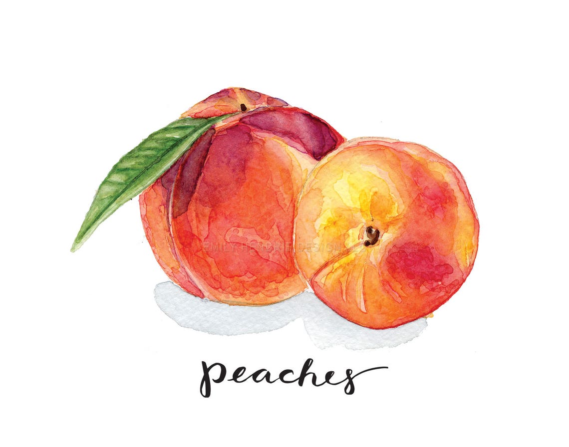 Peach Botanical Print Watercolor Painting / Peach Art / Etsy