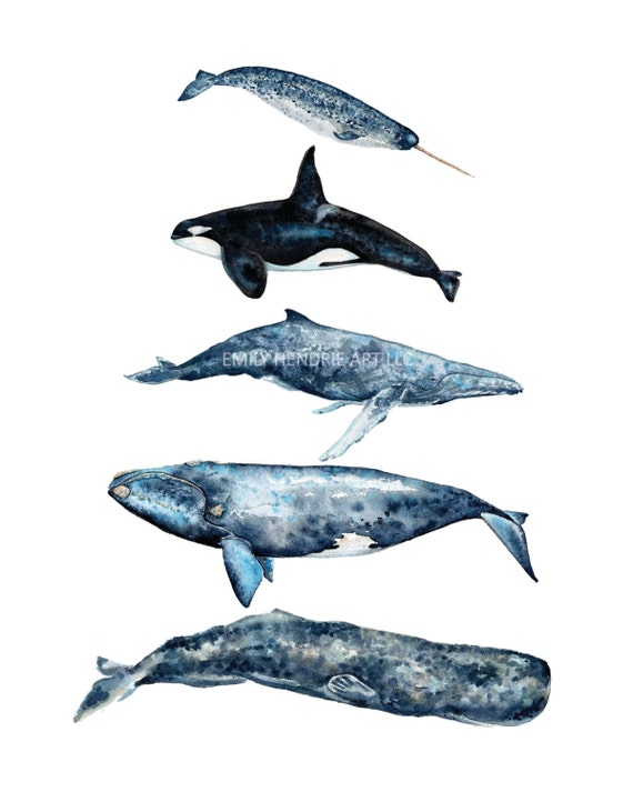 Humpback Whale Size Chart