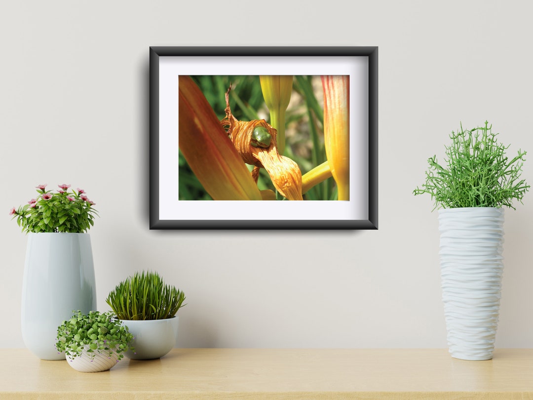 Frog Wall Art. Tree Frog Wall Art, Frog Wall Decor, Frog Photo Print, Tree Frog Photo Print Etsy