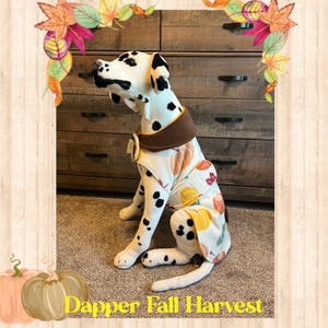 Puede incluir: Un perro dálmata con un suéter blanco y amarillo con temática de cosecha de otoño. El suéter tiene un cuello marrón y presenta calabazas, hojas y otros diseños de otoño. El perro está sentado en una superficie marrón claro. El texto "Dapper Fall Harvest" está escrito en letras amarillas en la parte inferior de la imagen.