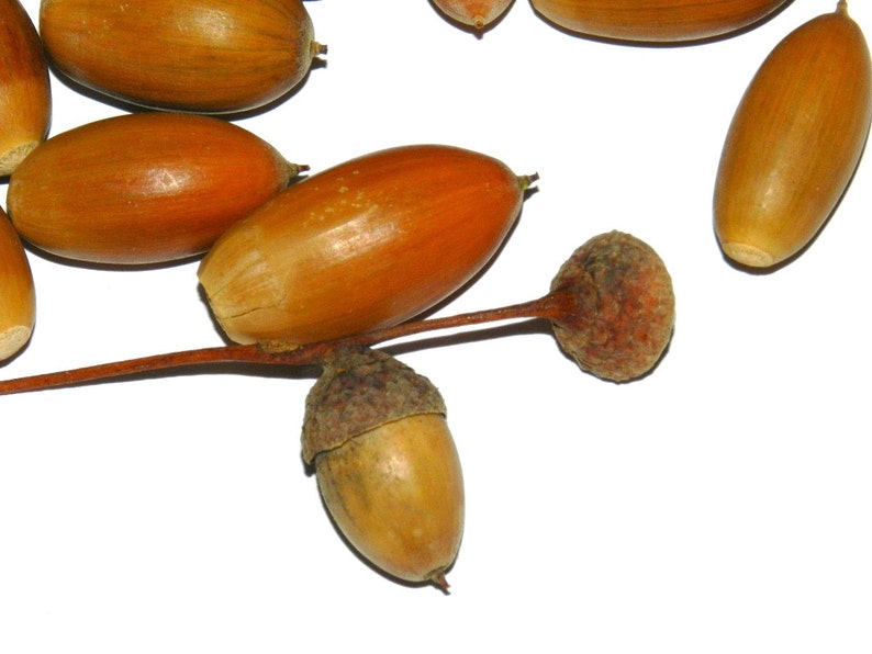 Natural Acorns Acorn Nut 50pcs Real Acorn Holiday Christmas Etsy Norway