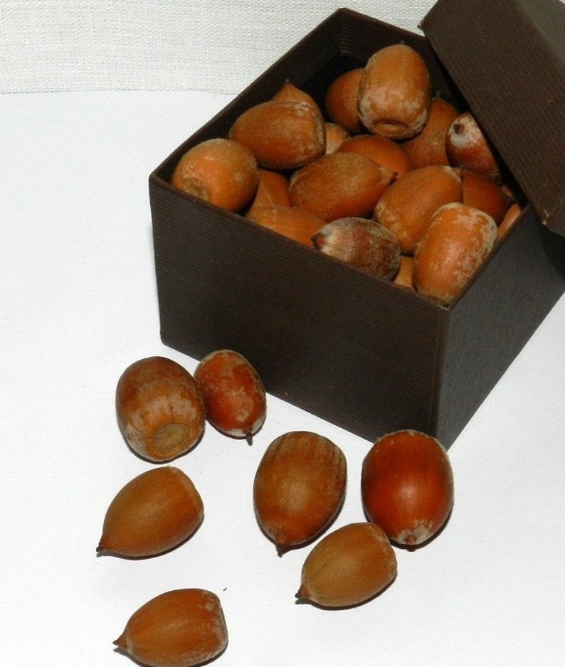 50pieces of Natural Acorns, Acorn Nut, Real Acorn, Holiday Christmas