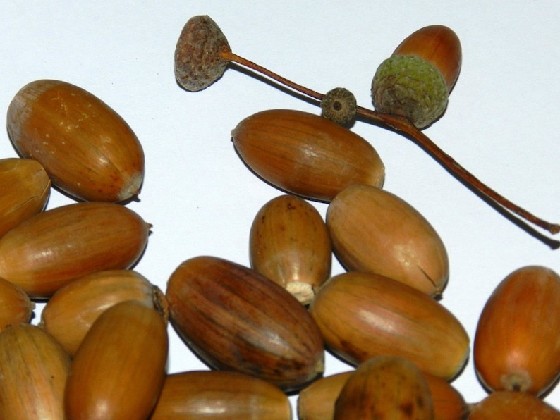 Natural Acorns Acorn Nut 50pcs Real Acorn Holiday Christmas Etsy Norway