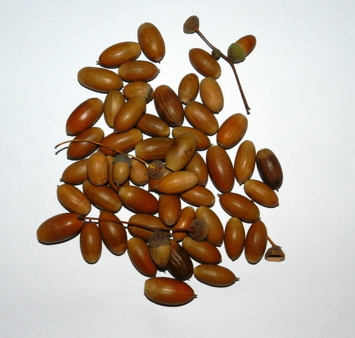 Natural Acorns Acorn Nut 50pcs Real Acorn Holiday Christmas Etsy Norway