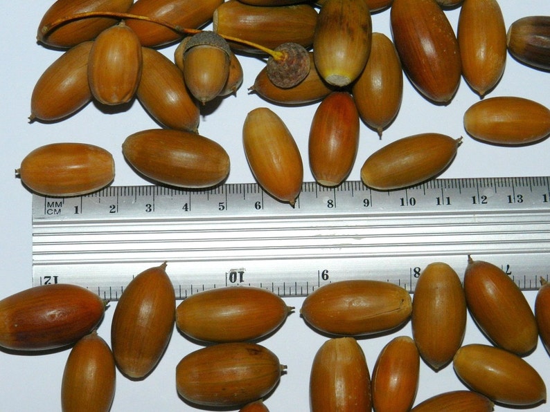 50pieces of Natural acorns acorn nut Real Acorn Holiday Etsy