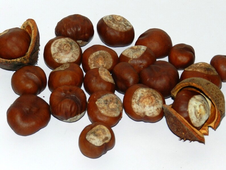 20pcs Real Horse Chestnuts, Dried Horse Chestnuts Etsy