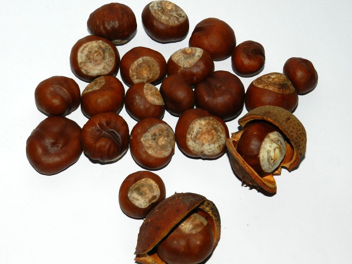 20pcs Real Horse Chestnuts, Dried Horse Chestnuts Etsy