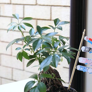 Digital printable template for OctoGang x Koinobori [DIY] Paper Carp Streamer.
