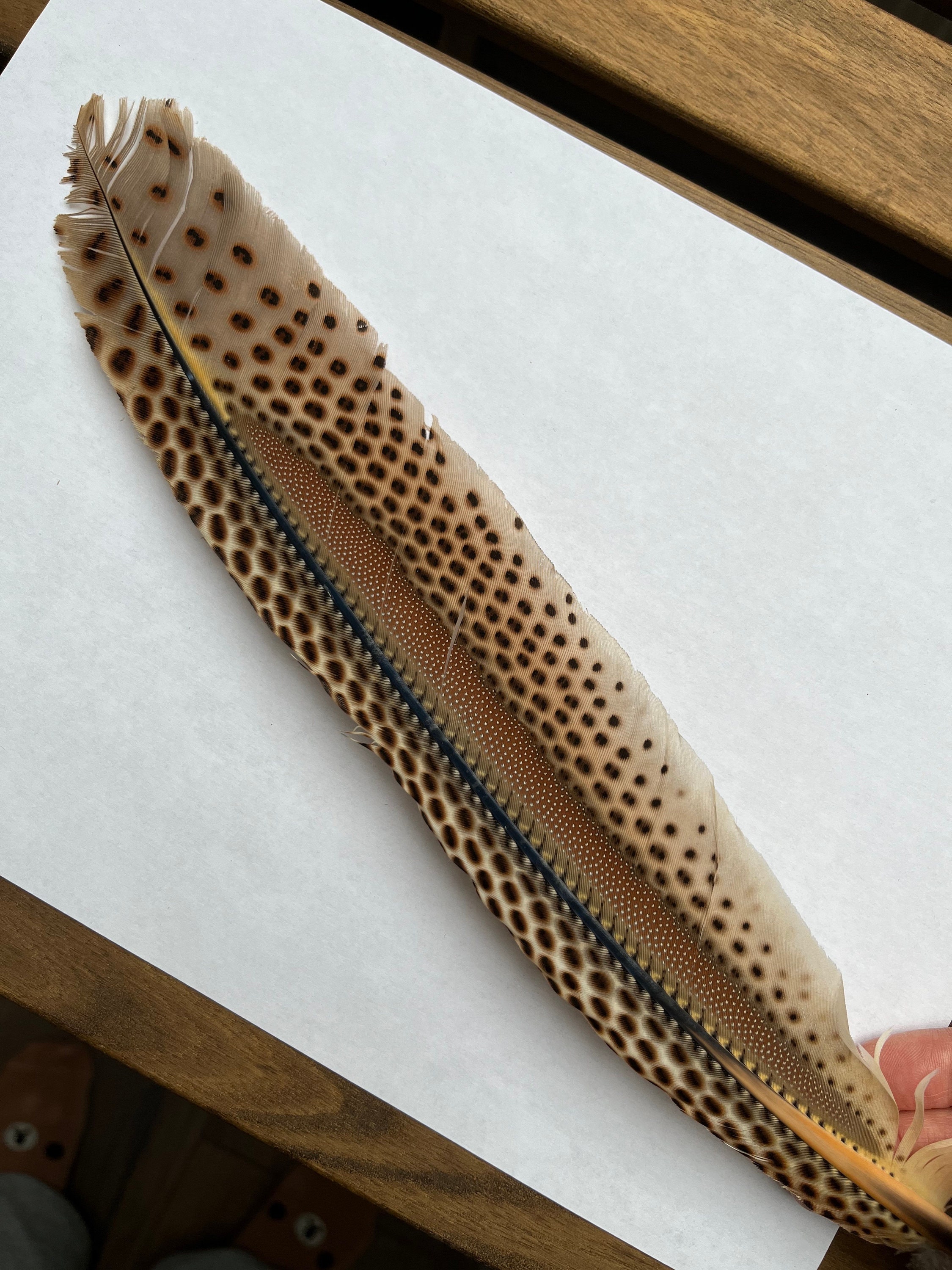 Argus Pheasant Wing Feather With Leopard Spots. Moulted Cruelty Free ...