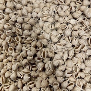 Sprouted Sourdough Shell Pasta