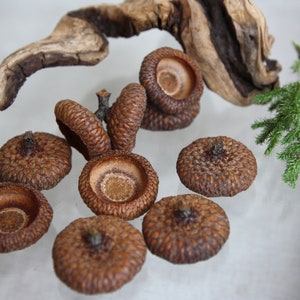 L Big hats acorns giant oak, Big hats size L, Diameter 2,7-2,5 cm, Caps acorn for creativity, Oak acorns, Eco acorns, Real Natural Acorn Hat