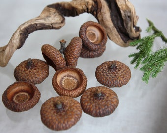 L Big hats acorns giant oak, Big hats size L, Diameter 2,7-2,5 cm, Caps acorn for creativity, Oak acorns, Eco acorns, Real Natural Acorn Hat