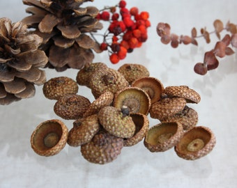 XL Acorn Caps: Natural Oak Acorn Hats, Craft & Decor (2.8-3 cm)
