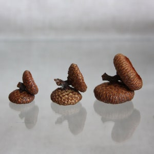 100 Stück Natürliche Eichelkappen - Perfekt Für Herbst-Deko & Basteln