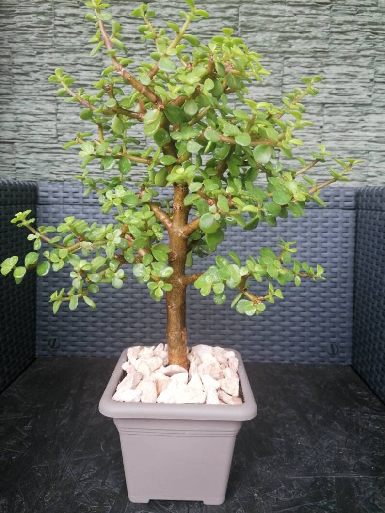 Portulacaria afra jade enano bonsái planta viva en maceta de Etsy