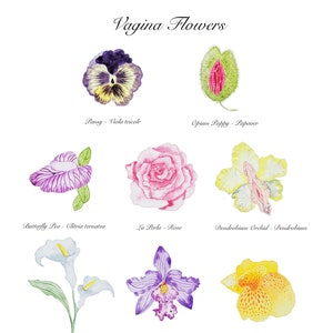 K&ouml;nnte beinhalten: Ein Diagramm mit Aquarell-Illustrationen verschiedener Blumen, jede mit ihrem gebr&auml;uchlichen und wissenschaftlichen Namen. Die abgebildeten Blumen sind eine Stiefm&uuml;tterchen, ein Schlafmohn, eine Schmetterlingserbse, eine Rose, eine Dendrobium-Orchidee, eine Calla, eine Bootsorchidee, eine rote Canna, eine Laclainae-Orchidee, asiatische Taubenfl&uuml;gel und eine Mottenorchidee.