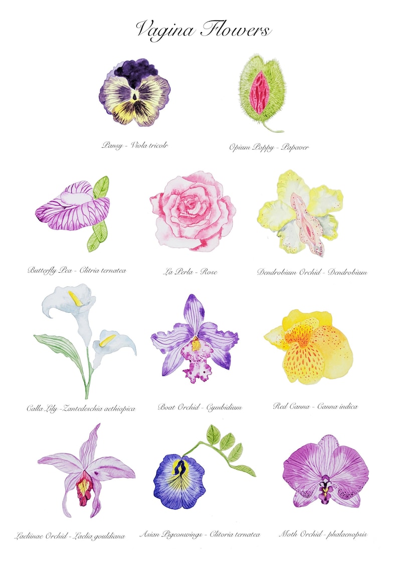 K&ouml;nnte beinhalten: Ein Diagramm mit Aquarell-Illustrationen verschiedener Blumen, jede mit ihrem gebr&auml;uchlichen und wissenschaftlichen Namen. Die abgebildeten Blumen sind eine Stiefm&uuml;tterchen, ein Schlafmohn, eine Schmetterlingserbse, eine Rose, eine Dendrobium-Orchidee, eine Calla, eine Bootsorchidee, eine rote Canna, eine Laclainae-Orchidee, asiatische Taubenfl&uuml;gel und eine Mottenorchidee.
