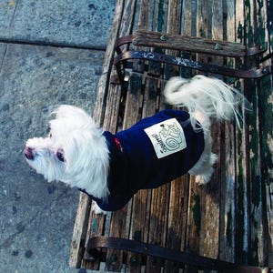 May include: A white dog wearing a navy blue sweater with the word "Squirrel" written on it. The dog is sitting on a wooden bench with green paint.