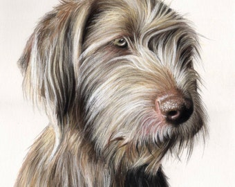 May include: A detailed pencil drawing of a Wirehaired Pointing Griffon dog. The dog has a light brown and white coat with a long, bushy beard. The dog is looking to the side with a thoughtful expression.