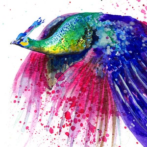 Peacock on flight watercolour illustration print watercolor