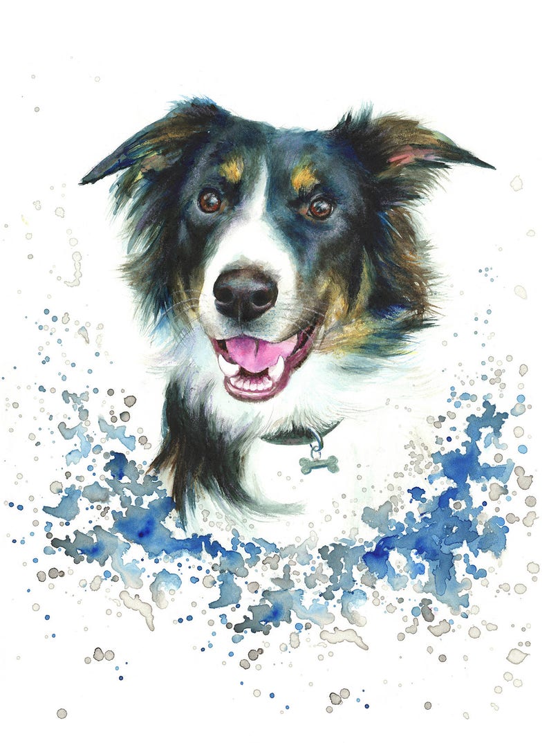 May include: Watercolor painting of a black, white, and brown border collie dog with a blue and gray watercolor splatter background.