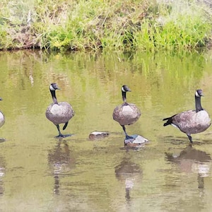 &quot;Aquarell Gänse: &quot;&quot;Oregon River Szene&quot;&quot; (digitaler Download)&quot;