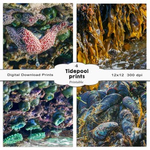 Tidepool prints, ocean prints, ocean life, home décor, tidepool art, starfish, anemones, barnacles, sea life