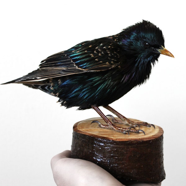 European Starling Real Bird Taxidermy