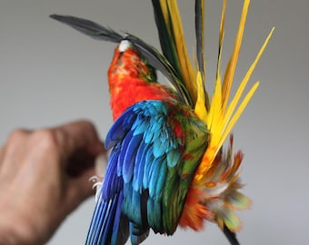 Periquito disecado de hierba con alas coloridas y arcoíris, acicalándose.