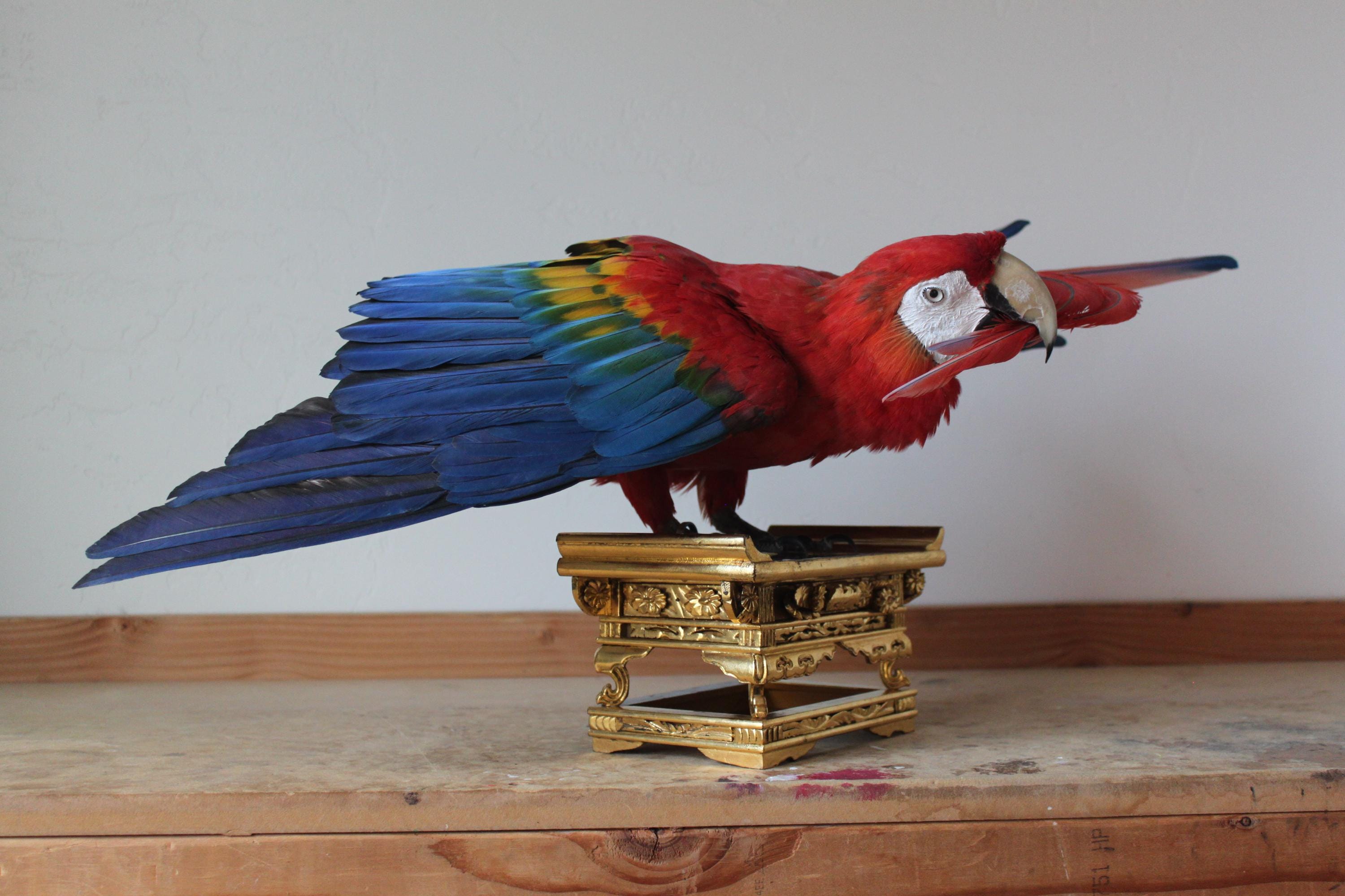 Antique taxidermy parrot - Etsy 日本