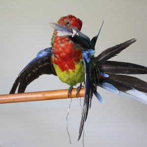 May include: A colorful bird with red, yellow, and blue plumage perched on a wooden dowel. The bird has its wings spread, displaying black and blue feathers. It holds a feather in its beak.