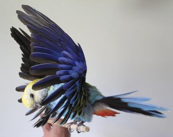 Taxidermy Bird Rosella Parrot Preening Rainbow Wings Open Flying