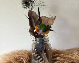 Taxidermi Fågel Lady Gouldian Finch Regnbåge Färgglad