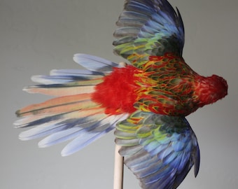 Präparierter Vogel Rosella Papagei Regenbogen Flügel offen fliegend