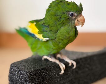 Uccello imbalsamato, pappagallo giallo a chevron